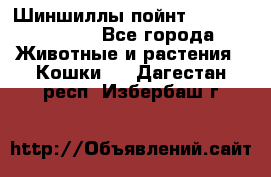 Шиншиллы пойнт ns1133,ny1133. - Все города Животные и растения » Кошки   . Дагестан респ.,Избербаш г.